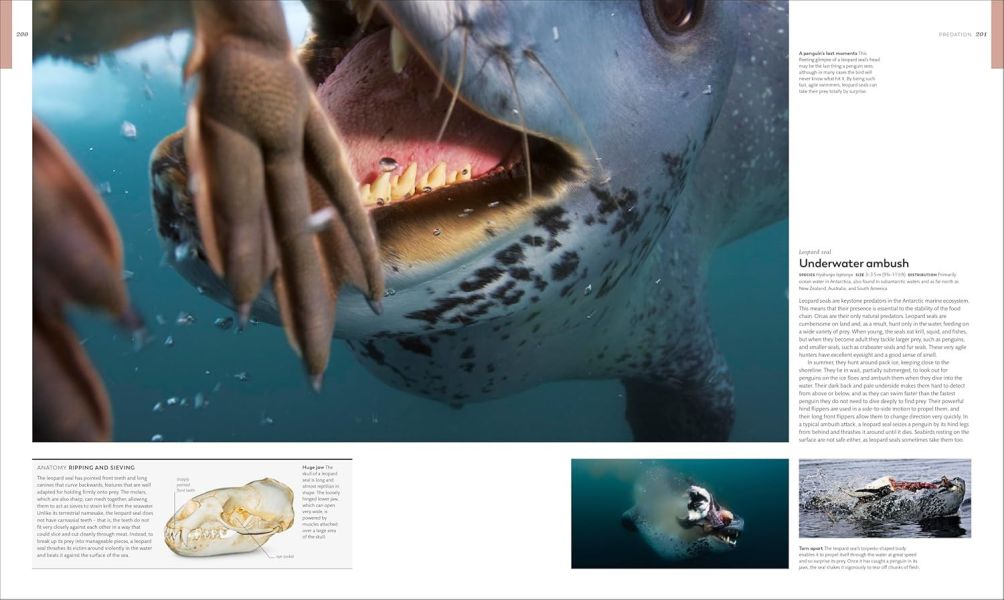 DK Animal Behaviour(動物行為百科) 