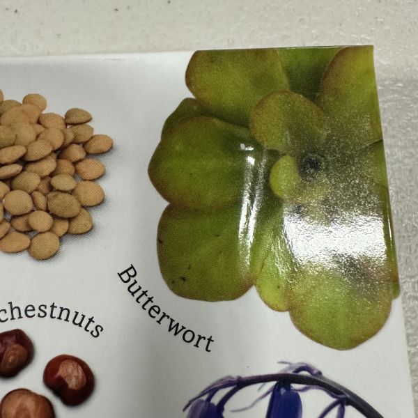 (微恙)DK Trees, Leaves, Flowers & Seeds (植物百科：樹木、葉、花、種子) 