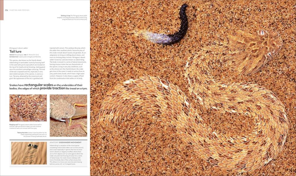 DK Animal Behaviour(動物行為百科) 