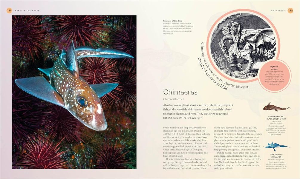 DK The Ocean Book: The Stories, Science, and History of Oceans(海洋：故事、科學&歷史) 