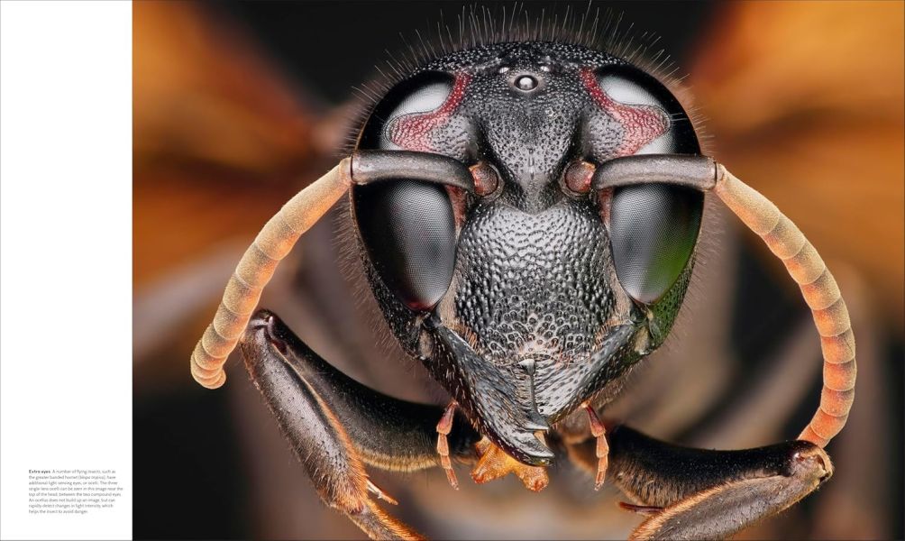 DK Animal Behaviour(動物行為百科) 